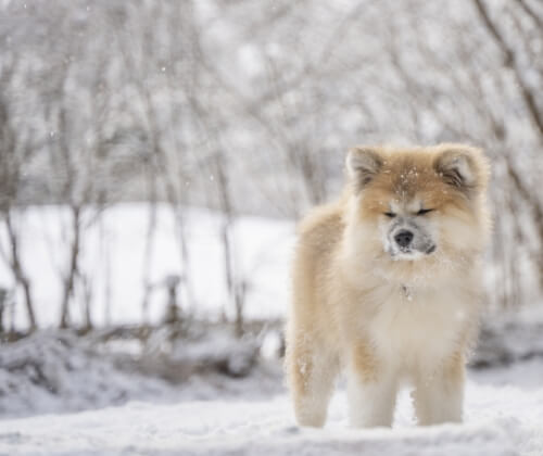 雪と秋田犬